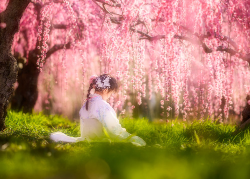 梅並木 袴でお花見 子供ポートレート撮影
