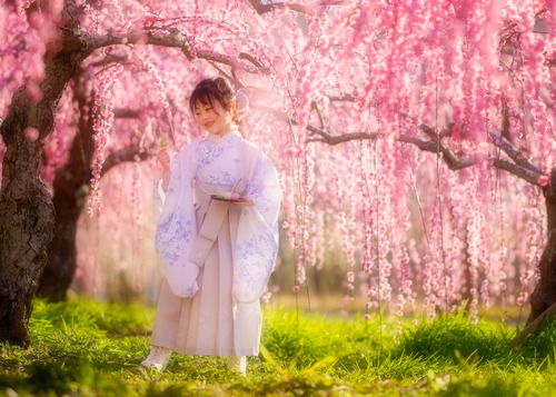 梅並木 袴でお花見 子供ポートレート撮影