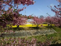 東大山 さくらまつり 浜松市西区