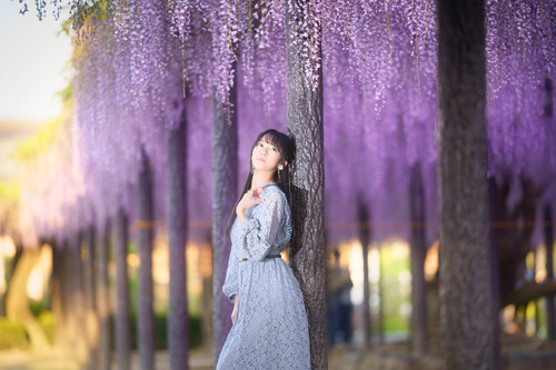 藤ポートレート