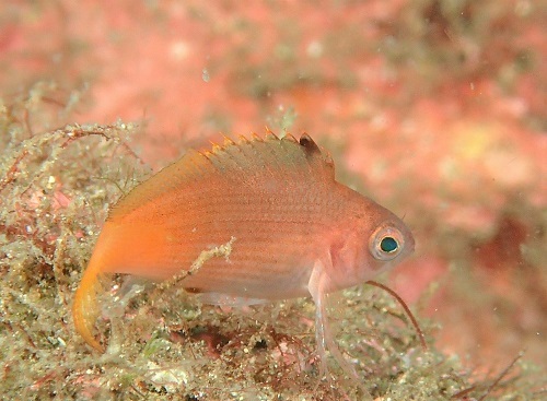 ウイゴンベ幼魚