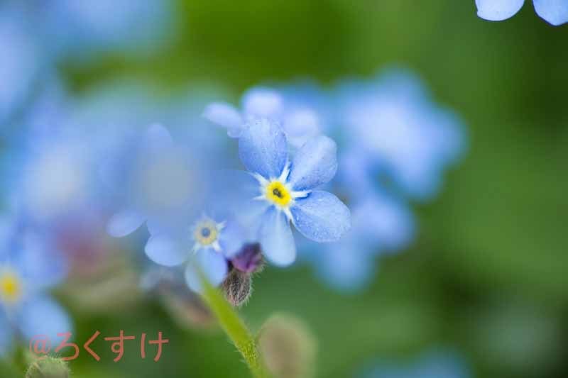 忘れな草