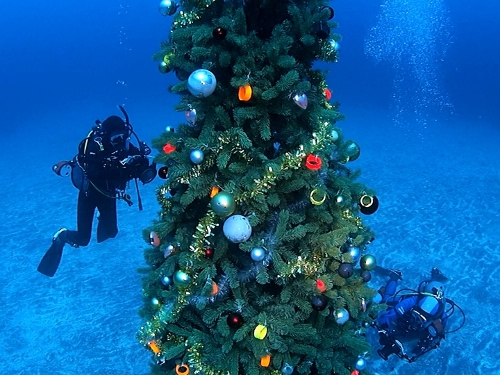 水中クリスマスツリー