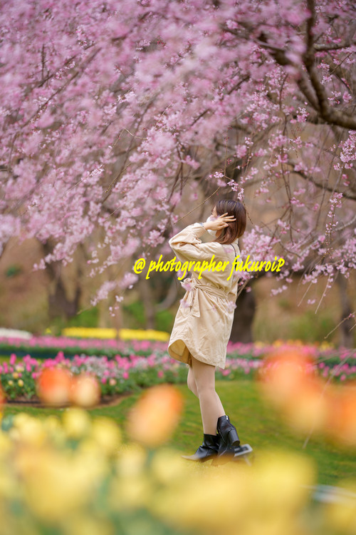 チューリップと枝垂桜