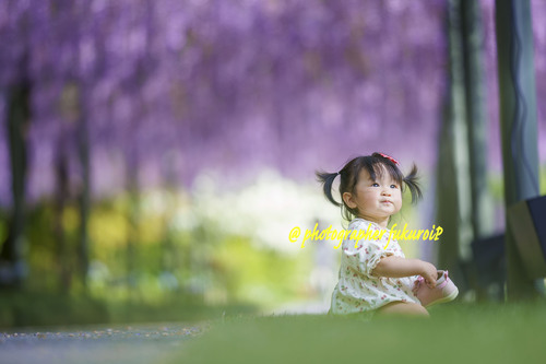 藤ポートレート