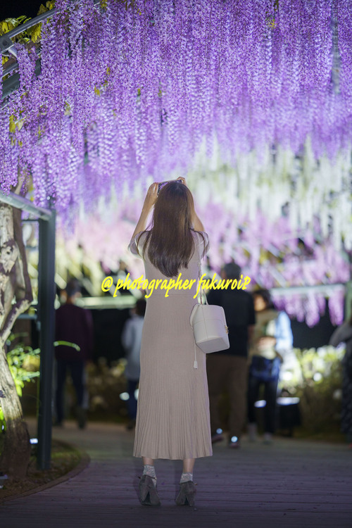 藤ポートレート