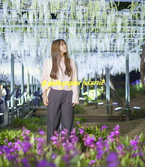 藤ポートレート