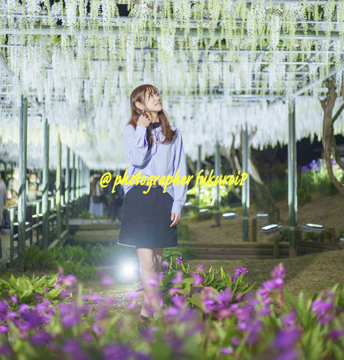 藤ポートレート