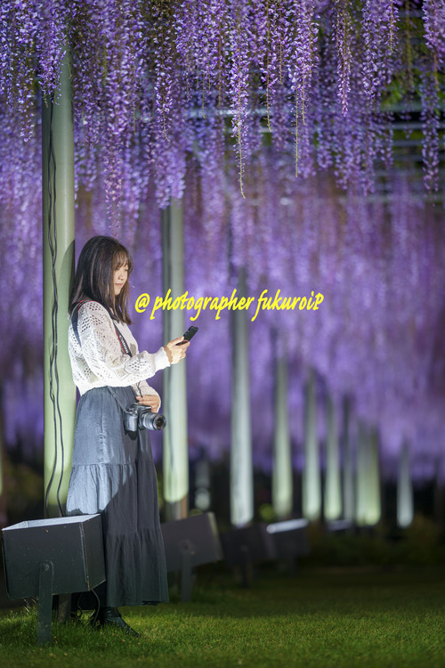 藤ポートレート