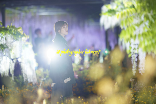 藤ポートレート