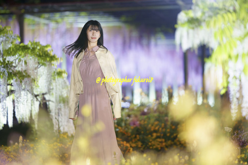 藤ポートレート