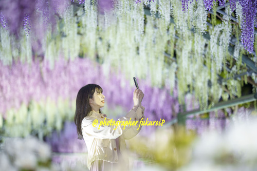 藤ポートレート