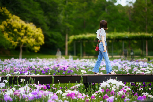 菖蒲園