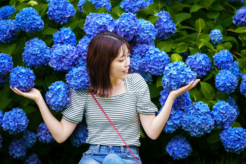 紫陽花ポートレート