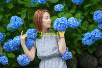 紫陽花ポートレート 2023/06/25 15:05:00