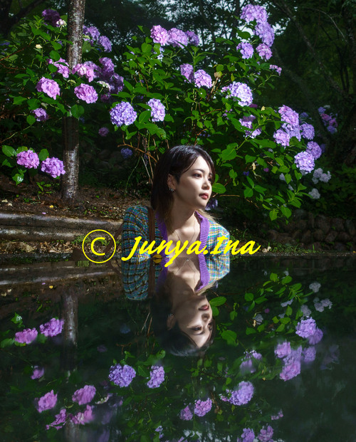 紫陽花ポートレート