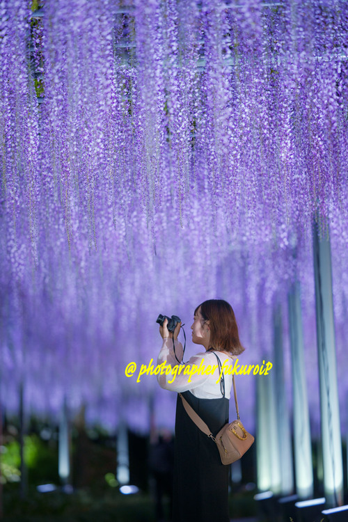 藤ポートレート