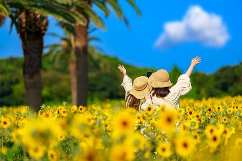 ひまわり畑 伊良湖菜の花ガーデン