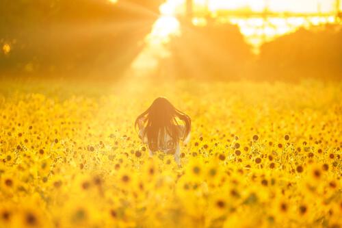 ひまわり畑 伊良湖菜の花ガーデン