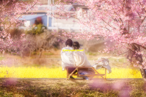 東大山河津桜まつり