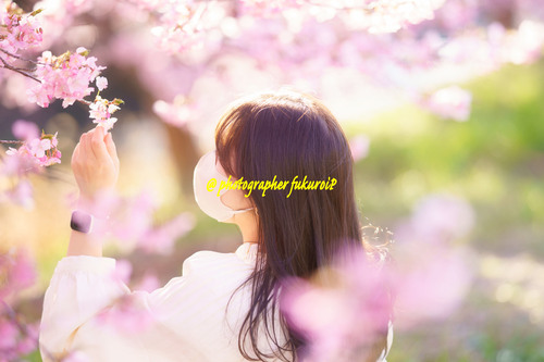 東大山河津桜まつり
