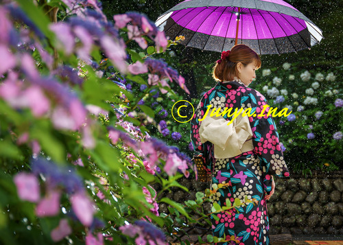 雨とアジサイ浴衣ポートレート