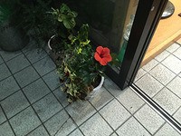 木綿わた敷ふとんも、おすすめしています。 2022/11/24 18:49:40