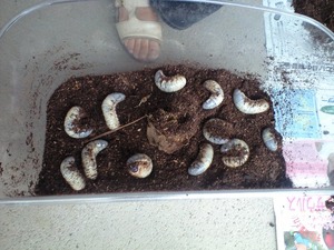 カブトムシ