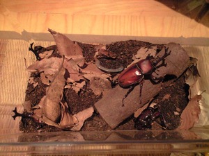 続々とカブトムシ