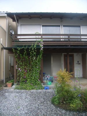 緑のカーテン。