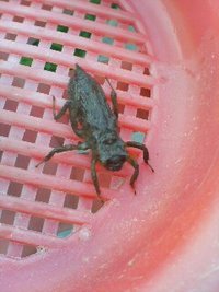 季節の虫たち 2008/08/11 21:20:22