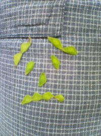 くっくつ草 2008/10/11 11:12:52