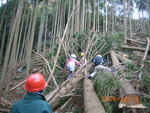 木の伐採