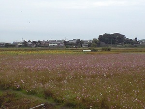 秋桜