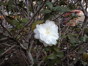 小さいながらも。