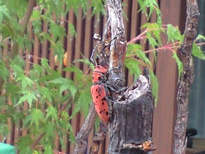 ホシベニカミキリ