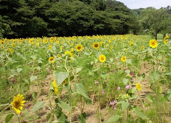 ひまわり畑見頃