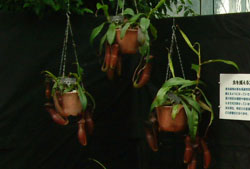 不思議な食虫植物