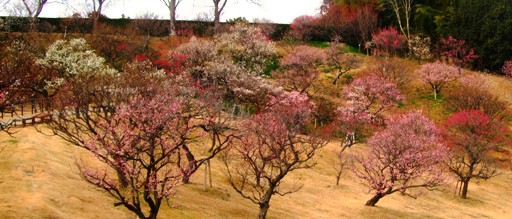 《梅＆早咲きの桜》見頃迎える