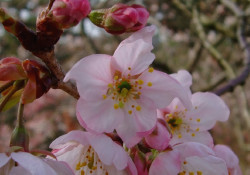 今日の「梅」＆早咲き「桜」