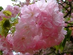 今日の《八重桜》開花情報＜４月１５日現在＞