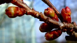 梅は咲いたか　桜はまだかいな