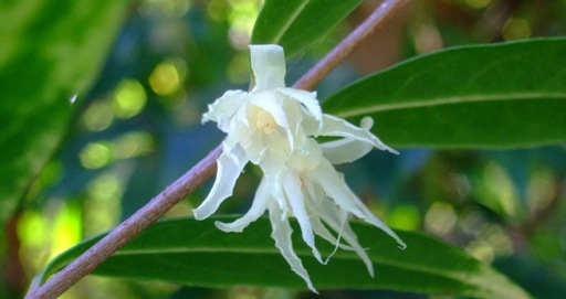 白い花の「ローバイ」