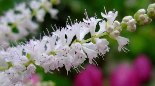 吹雪花