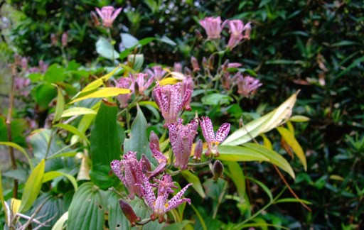 秋の花「ホトトギス」