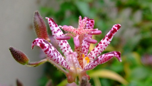 秋の花「ホトトギス」