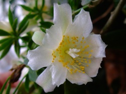 サボテンの祖先「杢キリン」の花