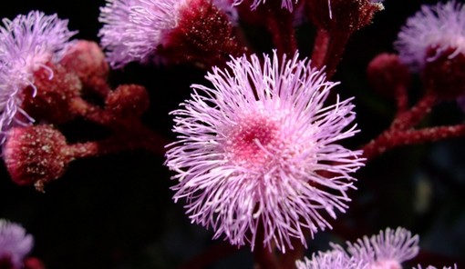 赤紫の茎にピンク紫の花