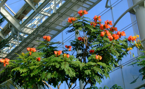 世界三大花木「カエンボク」見事な咲きっぷり