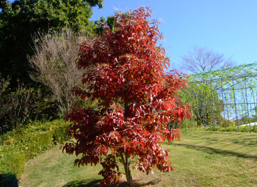 紅葉